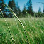 Cedrick Schimmel Profile Picture