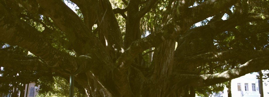 Camille Costa Cover Image