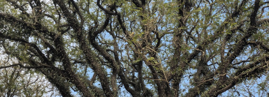 Matheus Leite Cover Image