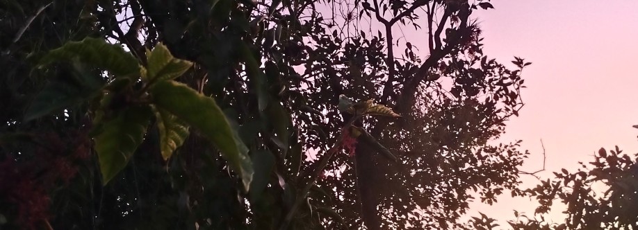 Cuca Baroni Cover Image