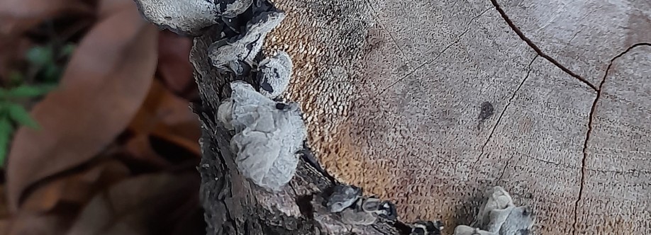 Riane Magalhães Cover Image