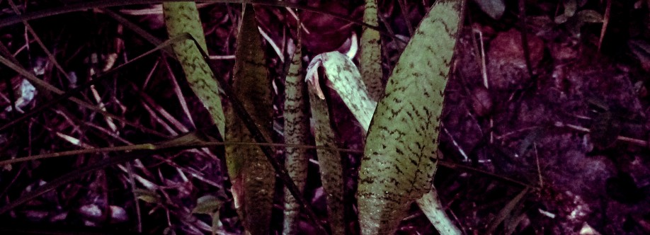 Paranãgûasu Tabajara Cover Image