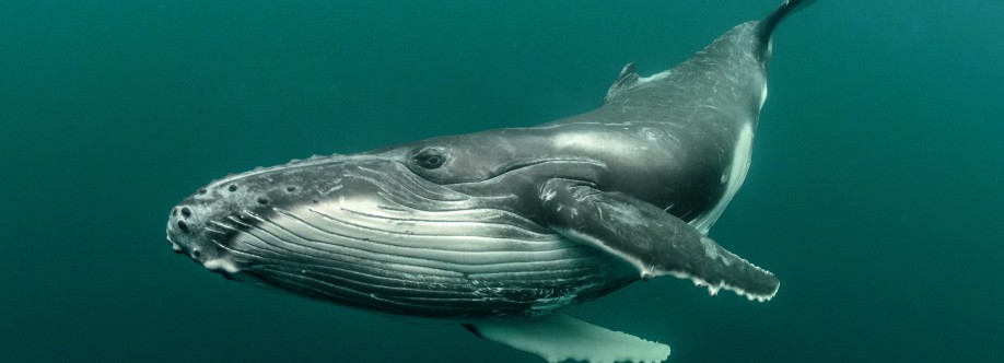 Diana Manacá Cover Image