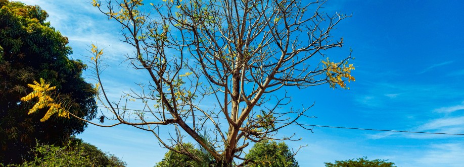 Lucas Borobó Cover Image