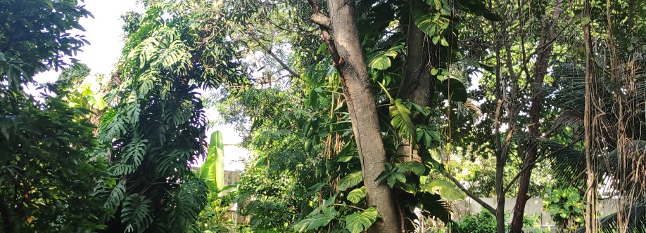 Caio Potiguara Cover Image