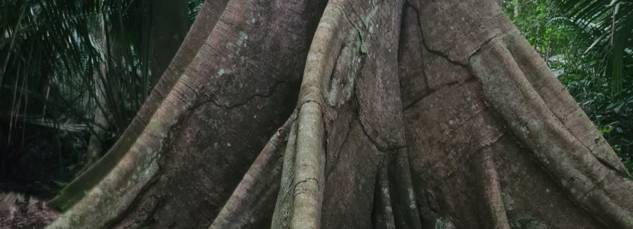 Ricardo Magalhães Cover Image