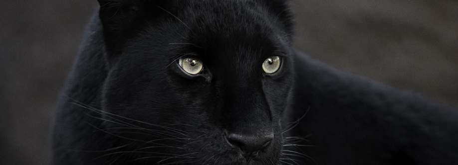 Sterferson Xavier Cover Image