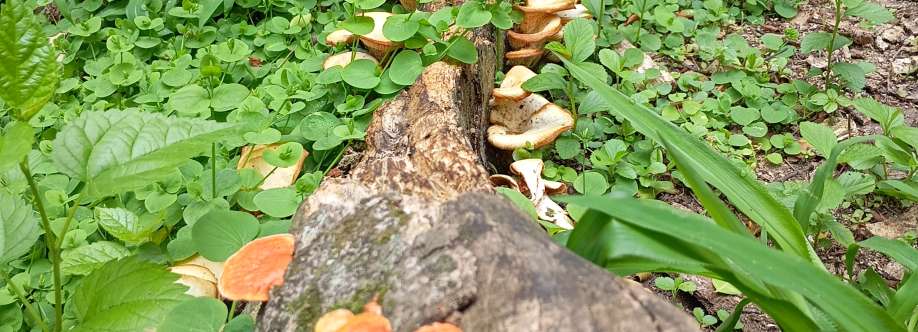 Naluars Ndaluz Cover Image