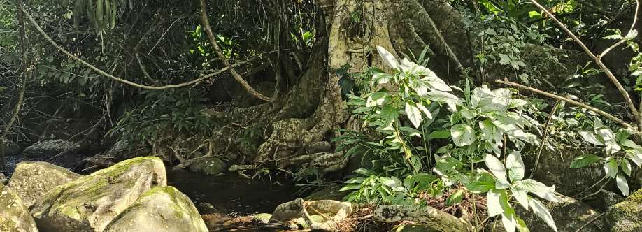 Elias Silva Cover Image