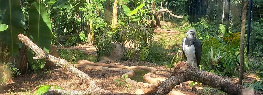 Fernando Silva Cover Image