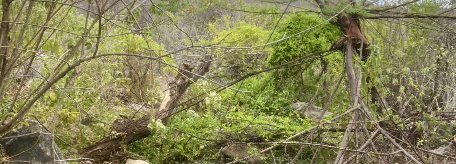 Kaetê Ybyrá Cover Image