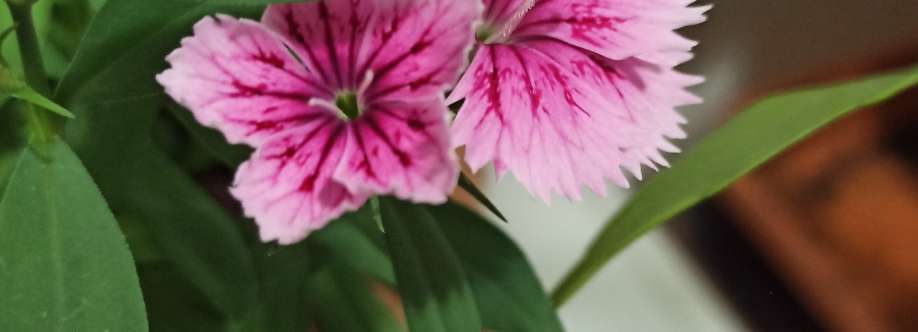 Samantha Desimon Cover Image