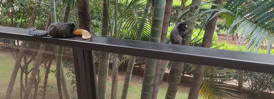 Bruno Fernando Cover Image