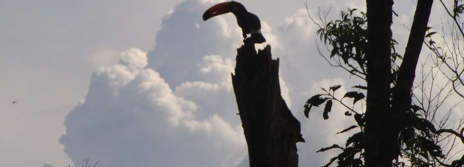 Victória Oliveira Cover Image