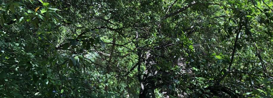 Raphael Santos Cover Image