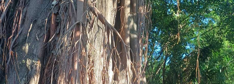 Vanessa Fersan Cover Image