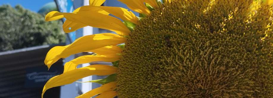 LUIZ LACERDA Cover Image