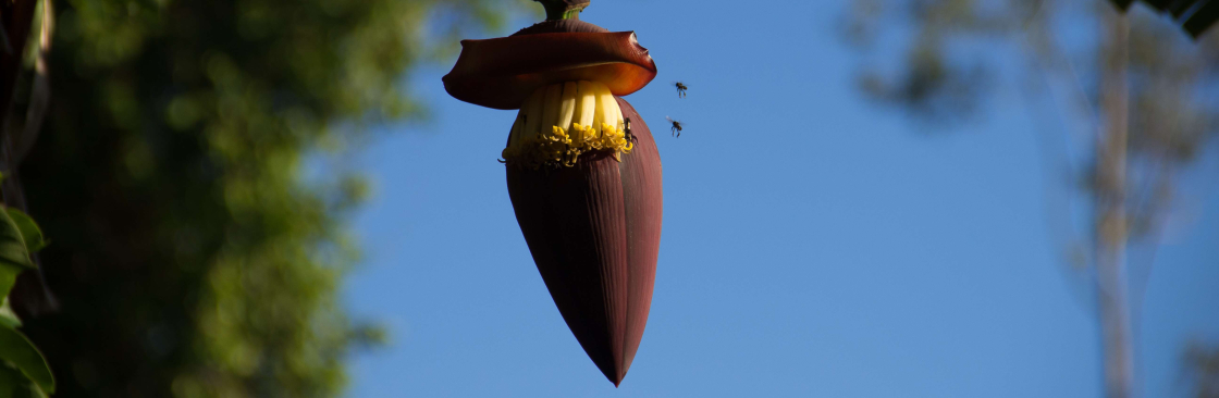 Ara Poty Mirim Cover Image