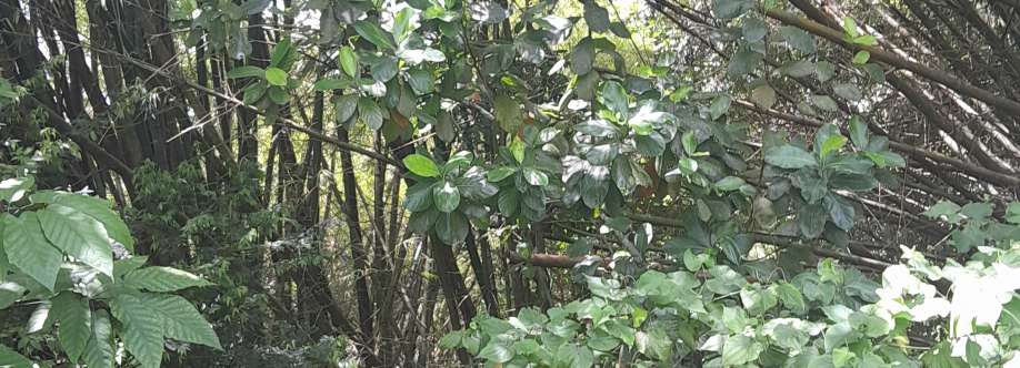 Sam Pankararú Cover Image