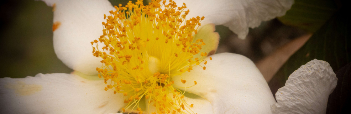 João Paulo Limberger Cover Image