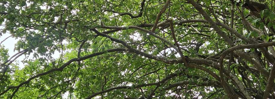 Marina Karão Cover Image