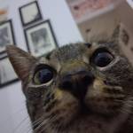 Gabriela Silva Ribeiro Garcia Profile Picture