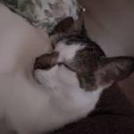 Christiane Cristino profile picture